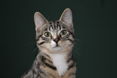 Adopter un chat - liste d'achat