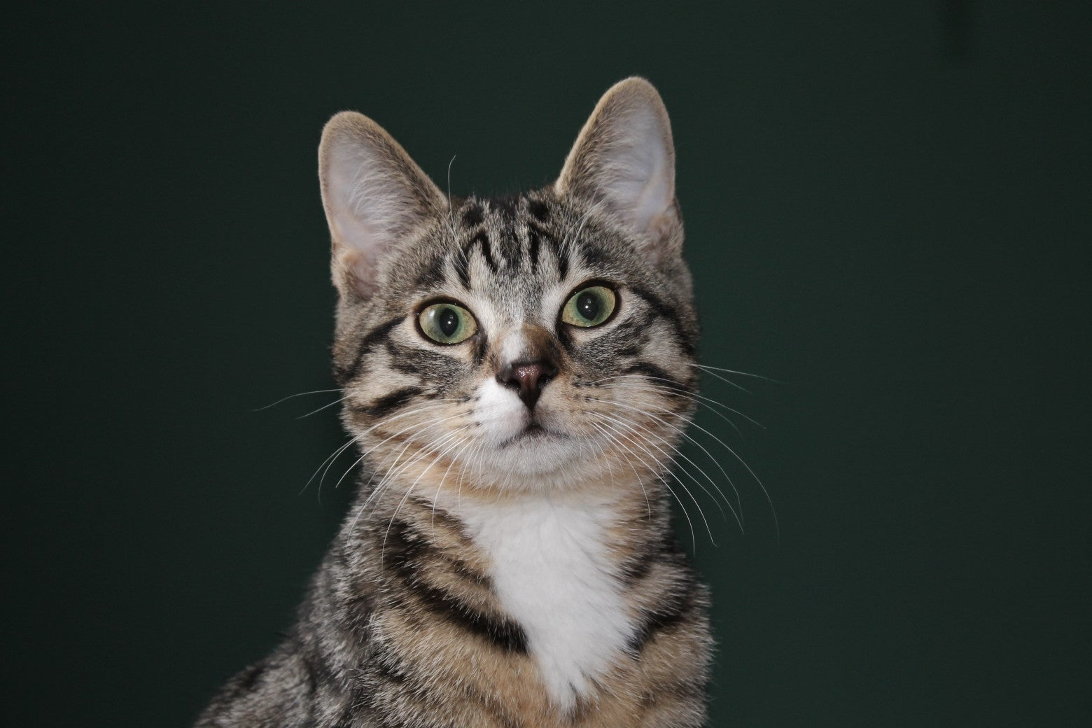Adopter un chat - liste d'achat