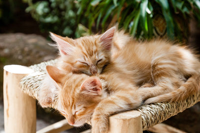Pourquoi les chats ronronnent-ils ?