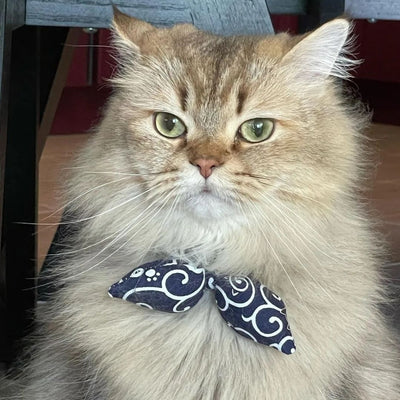 Noeud papillon sur bandeau bleu