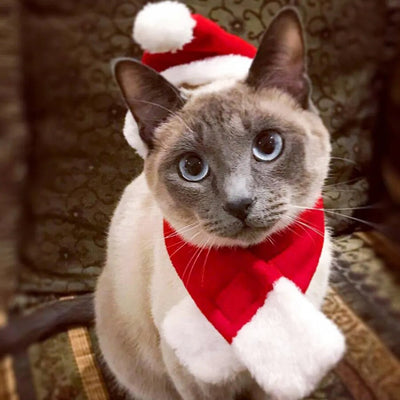 Déguisement Chat-Noël