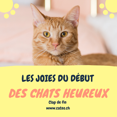 Les joies du début, des chats heureux