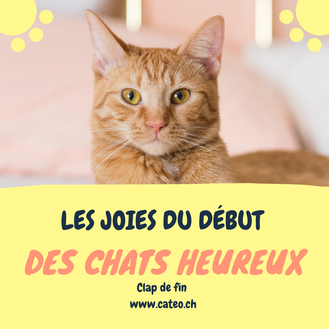 Les joies du début, des chats heureux