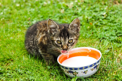 Est-ce que le lait est bon pour les chats ?